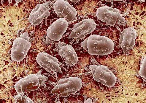 螨虫除不尽，春风吹又生？除螨防螨得从源头解决！